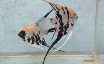 AQUARIUM FISH