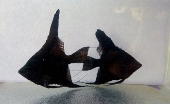 AQUARIUM FISH