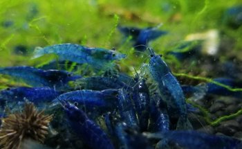 AQUARIUM FISH