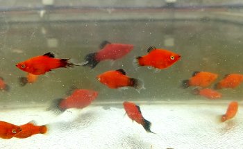 Acuario Fish
