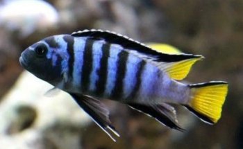AQUARIUM FISH