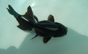 AQUARIUM FISH