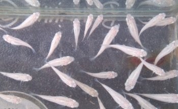 AQUARIUM FISH