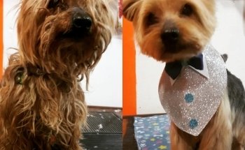 El rey del bosque -Tienda de mascotas