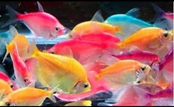 El rey del bosque -Tienda de mascotas