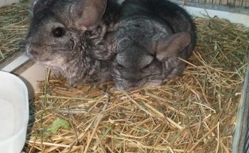 El rey del bosque -Tienda de mascotas