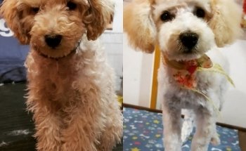 El rey del bosque -Tienda de mascotas