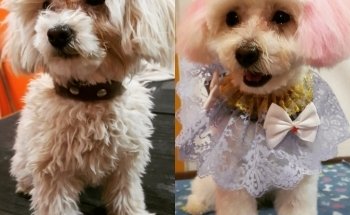 El rey del bosque -Tienda de mascotas