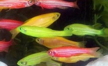 El rey del bosque -Tienda de mascotas