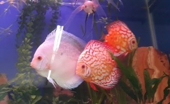 River Aquarium