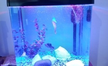 El Quebrachito Acuario y Pet Shop