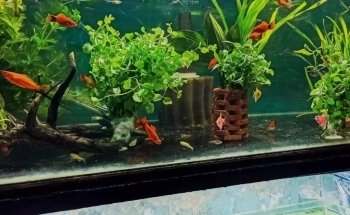 Aguas Profundas