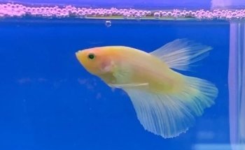 Acuario Acualan