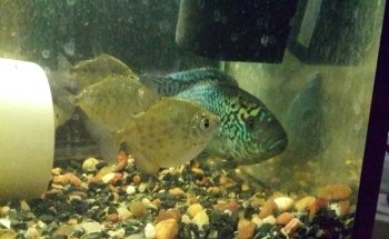 SUR ACUARIO Y FORREJERIA