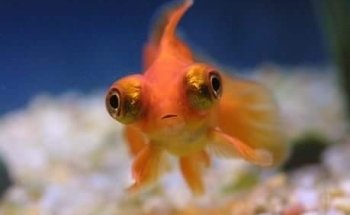 SUR ACUARIO Y FORREJERIA