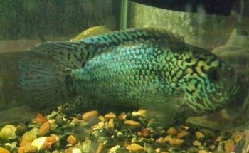 SUR ACUARIO Y FORREJERIA