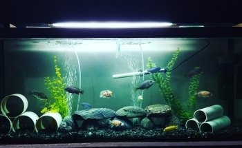 SUR ACUARIO Y FORREJERIA