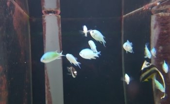 PlantasyGambas & Reef