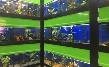 PlantasyGambas & Reef