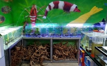 PlantasyGambas & Reef