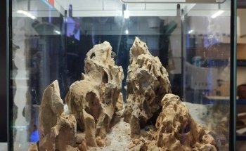 PlantasyGambas & Reef