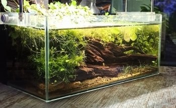 PlantasyGambas & Reef