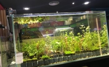 PlantasyGambas & Reef