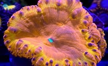 Natural reef argentina