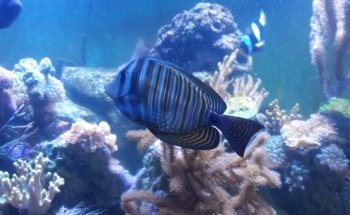 Natural reef argentina