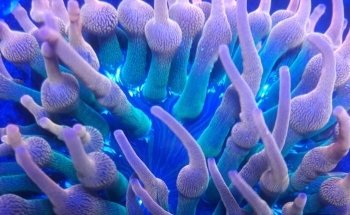 Natural reef argentina