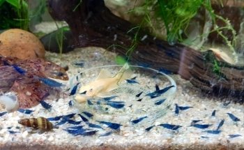 Acuario Fondo de Bikini