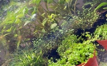 Acuario Fondo de Bikini