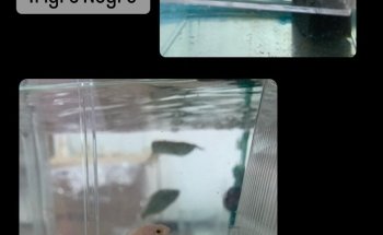 Acuario Fondo de Bikini