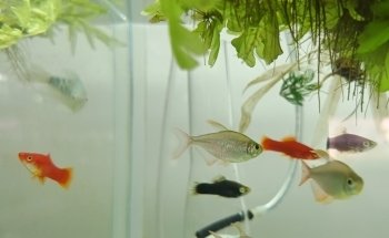 Acuario Fondo de Bikini