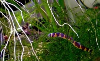Acuario Fondo de Bikini