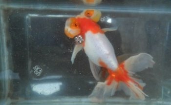 criadero de peces Gabriel y Daniel