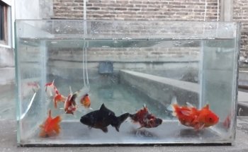 criadero de peces Gabriel y Daniel