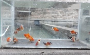 criadero de peces Gabriel y Daniel