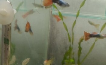 criadero de peces Gabriel y Daniel