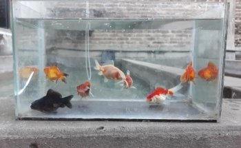 criadero de peces Gabriel y Daniel