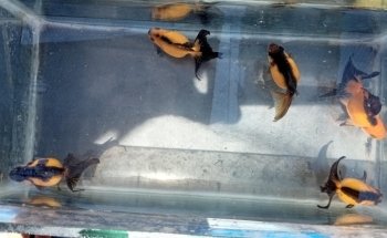 criadero de peces Gabriel y Daniel