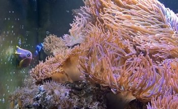 Acuario de la Universidad de Murcia