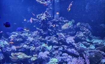 Acuario de la Universidad de Murcia