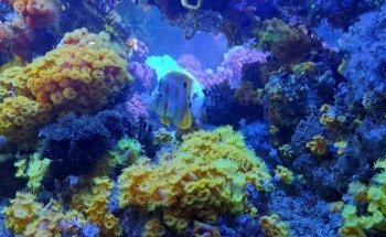 Acuario de la Universidad de Murcia
