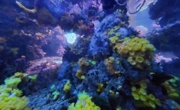Acuario de la Universidad de Murcia