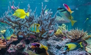 Acuario de la Universidad de Murcia