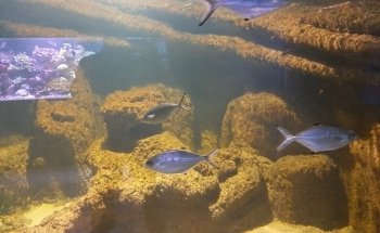 Acuario de la Universidad de Murcia