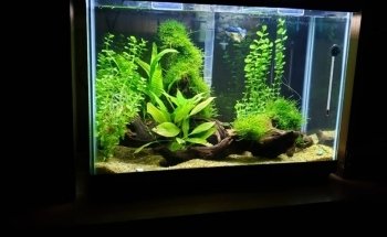 Acuario Moreno ventas por pedidos