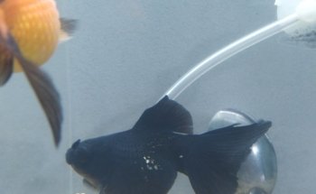 Acuario Moreno ventas por pedidos