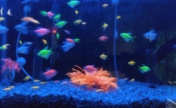 Acuario Moreno ventas por pedidos